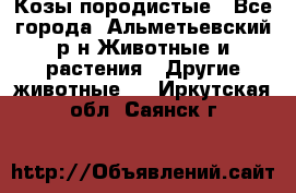 Козы породистые - Все города, Альметьевский р-н Животные и растения » Другие животные   . Иркутская обл.,Саянск г.